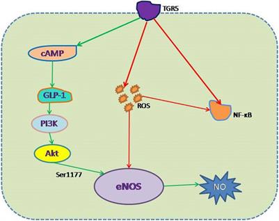 Amelioration of Endothelial Dysfunction in Diabetes: Role of Takeda G Protein–Coupled Receptor 5